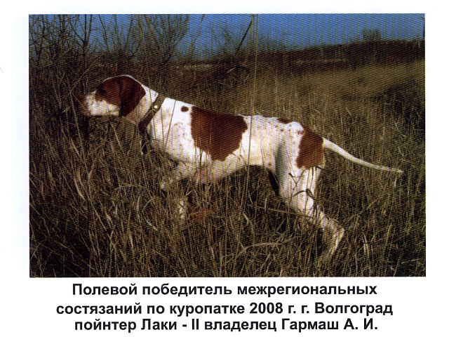 Английский пойнтер, Лаки ||, ID по базе HuntDogs.Ru: 728