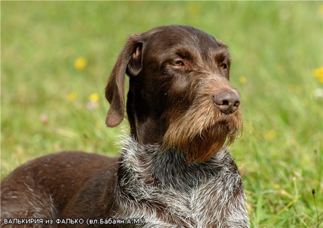 Дратхаар, ВАЛЬКИРИЯ из ФАЛЬКО, ID по базе HuntDogs.Ru: 796