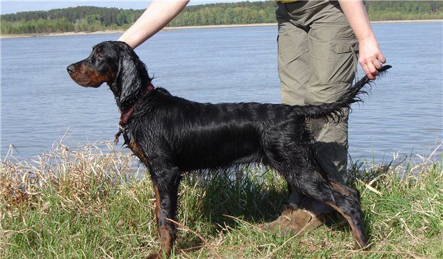 Шотландский сеттер (Гордон), Дабл Дрим Лавсет Мисс Маугли, ID по базе HuntDogs.Ru: 810