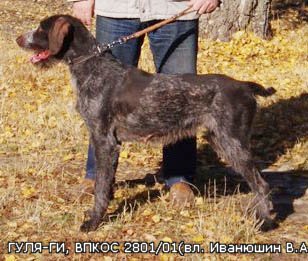 Дратхаар, ч., п.п. ГУЛЯ-ГИ, ID по базе HuntDogs.Ru: 830