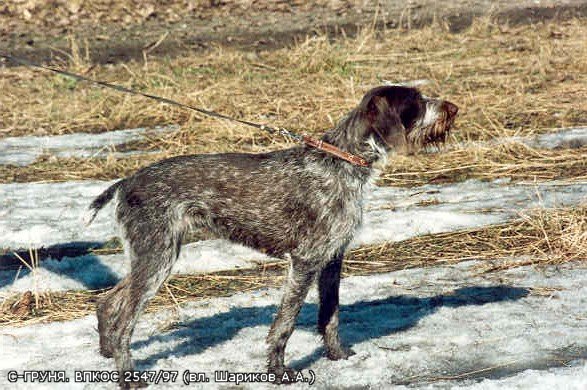 Дратхаар, ч.,пч. С-ГРУНЯ, ID по базе HuntDogs.Ru: 883