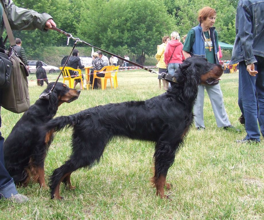 Шотландский сеттер (Гордон), Руна Беркана, ID по базе HuntDogs.Ru: 804