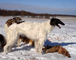 Русская псовая борзая, В-Гюрза, ID по базе HuntDogs.Ru: 973